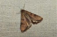 Nomophila noctuella