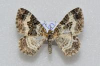 Epirrhoe alternata