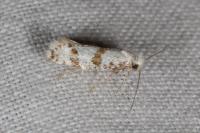 Scythropia crataegella