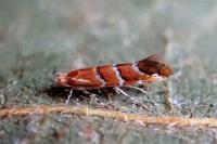 Cameraria ohridella