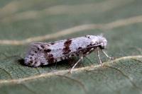 Scythropia crataegella