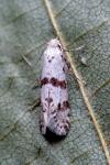 Scythropia crataegella