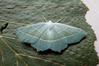 Campaea margaritaria