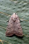 Caradrina clavipalpis