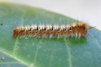 Lasiocampa quercus