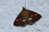Pyrausta aurata