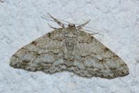 Ectropis crepuscularia