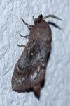 Dendrolimus pini