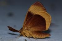 Lasiocampa quercus
