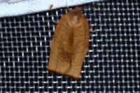 Cacoecimorpha pronubana