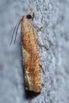 Eucosma conterminana