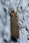 Crassa unitella