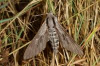 Hyloicus maurorum/pinastri