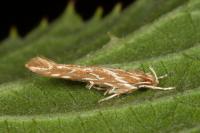 Pyroderces argyrogrammos