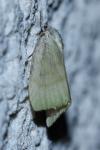 Earias vernana