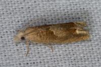 Eucosma conterminana