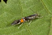 Cosmopterix orichalcea