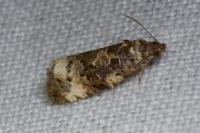 Endothenia gentianaeana/marginana/oblongana