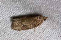 Apotomis semifasciana