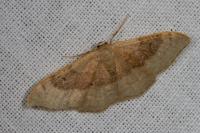 Idaea degeneraria