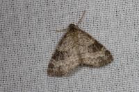 Pterapherapteryx sexalata