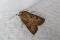 Agrotis exclamationis