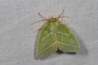 Pseudoips prasinanus