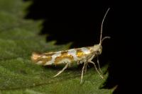 Argyresthia goedartella