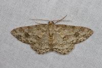 Ectropis crepuscularia