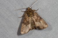 Mesapamea secalella/secalis