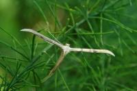 Emmelina argoteles/monodactyla