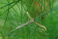Emmelina argoteles/monodactyla
