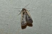 Ochropleura plecta
