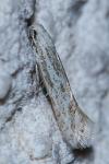Ptocheuusa inopella