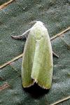 Earias vernana