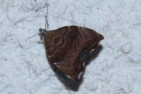 Choreutis nemorana