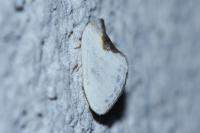 Cilix hispanica