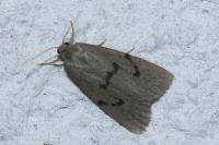 Apaidia mesogona