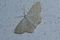 Scopula immutata