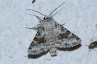 Hecatera bicolorata