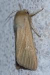 Mythimna pallens