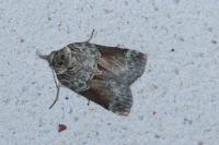 Nycteola siculana