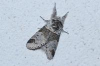 Furcula furcula