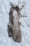 Harpyia milhauseri