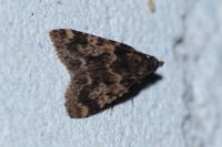 Aglossa caprealis
