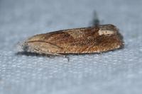Eucosma conterminana