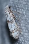 Scythropia crataegella