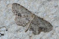 Idaea dimidiata