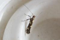 Calybites phasianipennella