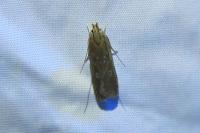 Helcystogramma triannulella